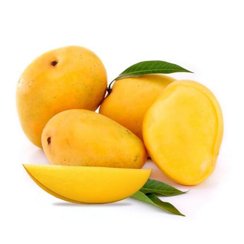 Image of Ratnagiri Alphonso Mango Plant Grafted Live Hapus Tree 2-3 Feet