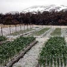 image for Fresh Himalayas Snow Hill Himalayan Fresh Organic Shallots Onions 1 Po