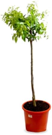 Verdecora Mandarino Árbol cítrico en maceta de 5L | Citrus Reticu...
