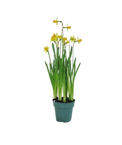Narcisos en Maceta Bulbo Natural Listo para Florecer en tu Hogar