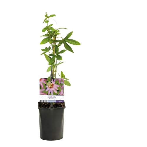 Pasiflora - Passiflora Anastasia - Flor Rosa - Bajo mantenimiento - 2 plantas - 30-40cm - Ø10cm - Planta de jardín