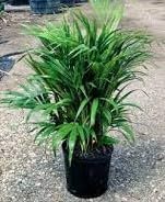 Pedpoudhe Bamboo Mini Evergreen Live Plant with pot (B0CG4Q41HL) Amazon Price History, Amazon Price Tracker