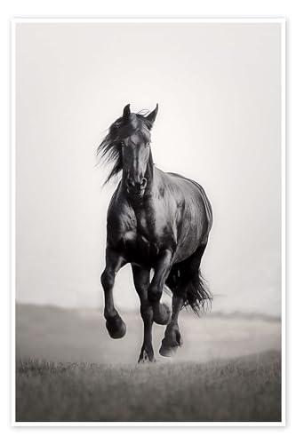 Cheval Frison dans la steppe Poster de Monika Leirich 40 x 60 cm Noir et blanc Tableaux Décoration murale