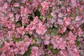 15 Japanese Barberry Seeds For Planting Berberis Thunbergii Thunberg's Barberry Red Barberry #TOP5