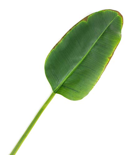 artplants.de Feuille de bananier Artificielle Yumi, 95cm - Feuillage Artificiel - Grande Feuille Verte Artificielle