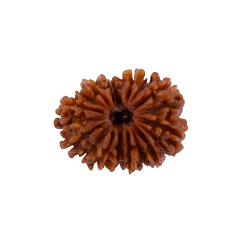 The Gallery Of Gemstones Beech Brown Wood 20 Face Rudraksha Certified by Lab