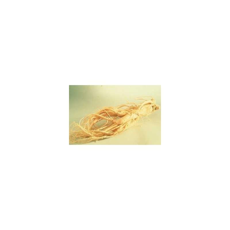 Ginseng rojo raíz 1 Kg POLVO Panax ginseng