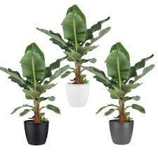 Helloo Banana Live Plant Kela Tree (3 Plants) without Pot