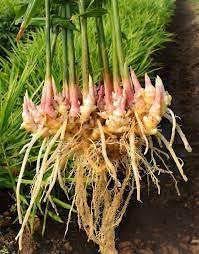 Ginger seeds for farming,High germination rate (10 seeds) (B0CLYCXSYD) Amazon Price History, Amazon Price Tracker