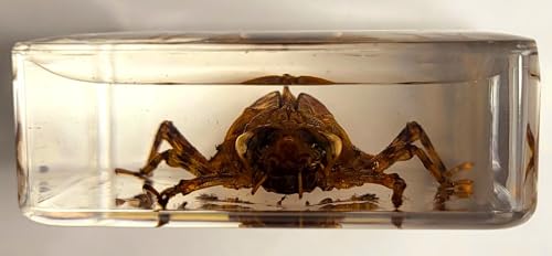 Image of 38mm Real Dragonfly Larva in Crystal Clear Lucite Resin Specimen Preserved Insect Beetle Taxidermy Crafts Collection for Biology Science Education & Desk Ornament Display