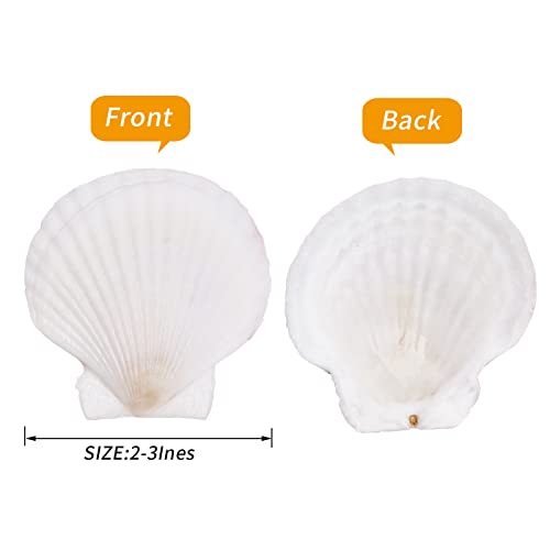 30PCS Natural Scallop Shells White Sea Shells for Decorating from Sea Beach Real Seashells for DIY Craft Painting Ocean Themed Party Wedding 2''-3''