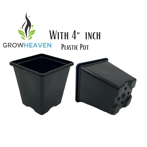 Image of live plants (LAKSHMI KAMAL PLANT)