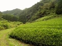 100 USDA JAS Organic Matcha Powder - Culinary Grade 50g — view 2