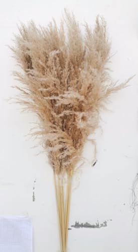 Fluffy Pampas Grass 120 cm | Pack 190 Stems miniatura 1