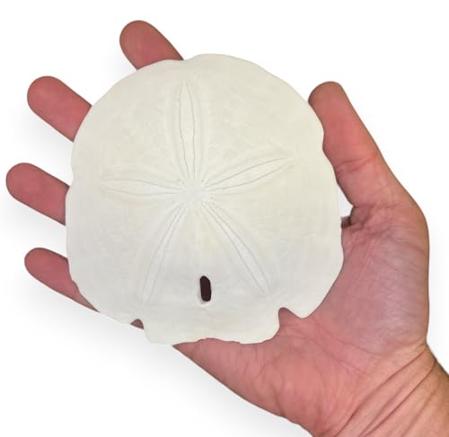Real Sand Dollars for Crafts & Decor Large 4 inch Sand Dollar - 5 Pack
