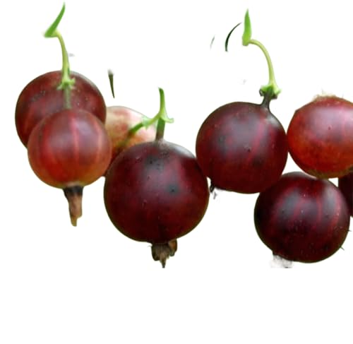 Black Velvet Gooseberry Bush Live Plant – Productive Berry Shrub for Home Garden & Landscape, Hardy Gooseberry Variety (3 Gallon/Single)