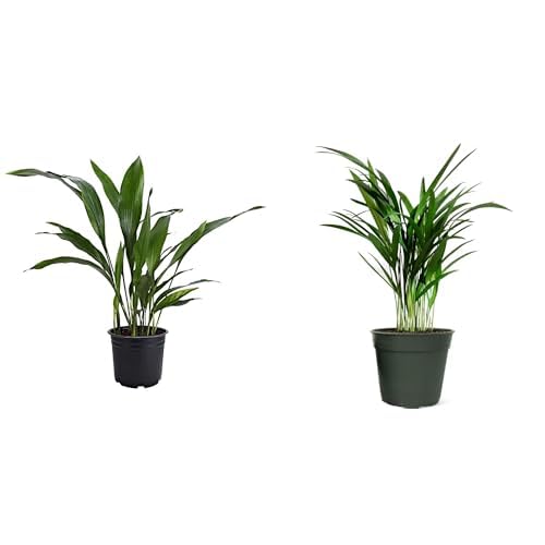 American Plant Exchange Cast Iron & Areca Palm 6-Inch Pots–2 Pack of Easy Care Houseplants, Low Light, Low Maintenance Live Plants for Home, Office, Garden, Patio Décor, Indoor Outdoor, Tropical Gift American Plant Exchange Cast Iron & Areca Palm 6-Inch Pots–2 Pack of Easy Care Houseplants, Low Light, Low Maintenance Live Plants for Home, Office, Garden, Patio Décor, Indoor Outdoor, Tropical Gift