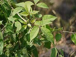 HERBALISM Varun Varuna Crataeva nurvala living plant in poly bag (B09FPNNS2H) Amazon Price History, Amazon Price Tracker