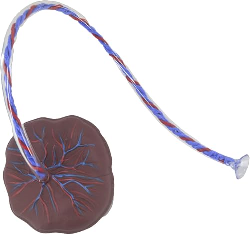 Modèle anatomique du placenta de haute précision pour universités