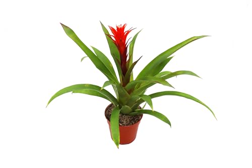 Bromeliad Red and White - 4'' from California Tropicals