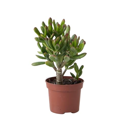 Plant in a Box - Pfennigbaum - Crassula ovata 'Gollum' - Höhe 15-25 cm - Topf 12 cm - Sukkulente - Grün Plant in a Box - Pfennigbaum - Crassula ovata 'Gollum' - Höhe 15-25 cm - Topf 12 cm - Sukkulente - Grün