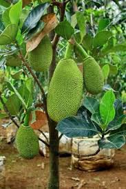 All Time Jackfruit Plant Hybrid Pack of 1 (B0BY28C5VG) Amazon Price History, Amazon Price Tracker