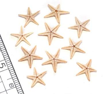 Amazon 小さな貝殻パーツ ミニヒトデ Ssサイズ 小さいヒトデ 50個 お得パック アクセサリーパーツ 通販