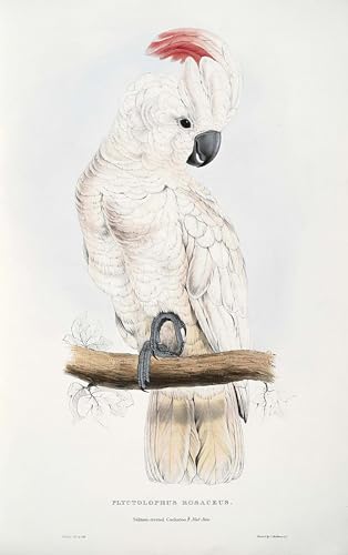 Toile Cacatua Moluccensis Edward Leaars, impression artistique haut de gamme pour bureau 60x90