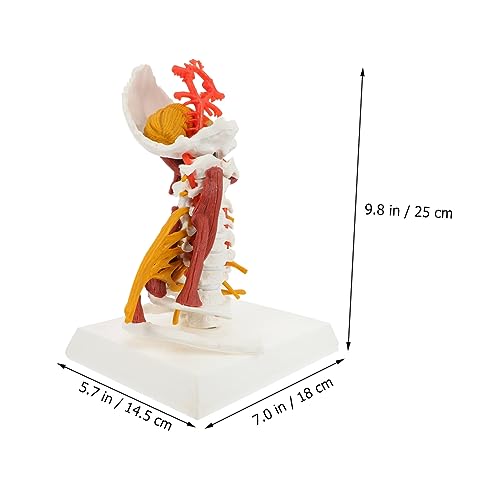 Modèle anatomique vertèbre cervicale humain muscles pour expliquer les douleurs