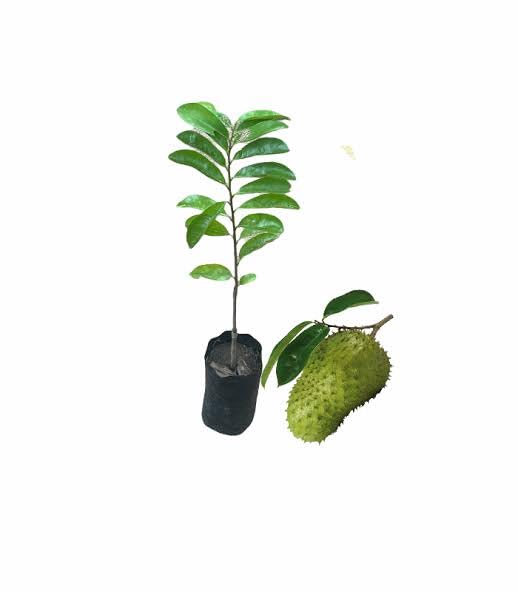 TAPOBON Corossol Sour Soup Lakshman Phal Fruit Live Plant (1.5-3 Feet Height) (B0CM167WZX) Amazon Price History, Amazon Price Tracker