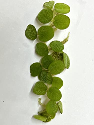 24 Water Spangles (Salvinia Minima), Live Aquarium/Aquatic/Floating/Pond/Beginner Plant No Snail By Tmd Fishkeeping #TOP4