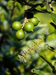 Macadamia plant live grafted || Macadamia integrifolia plant live || Pack of 1 live plant 1