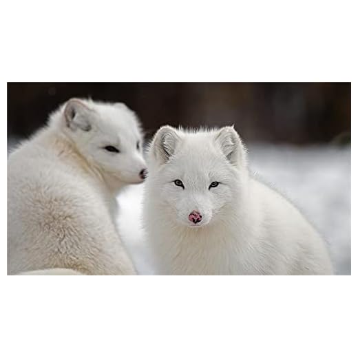 DIY 5D diamantmålning efter nummer kit The Winter of Arctic Fox färg med diamanter konst utbud kanvas väggdekor 40 × 50 cm