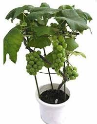 See full amazon price history chart for CosaCentrum Hybrid Fruit Live Plant - Rare Exotic Grape Vitis Vinifera" Black Seedless" Plant (1 Healthy Live Plant With Pot) CosaCentrum Hybrid Fruit Live Plant - Rare Exotic Grape Vitis Vinifera" Black Seedless" Plant (1 Healthy Live Plant With Pot) (B0BNFSR8S8) Amazon Price History, Amazon Price Tracker