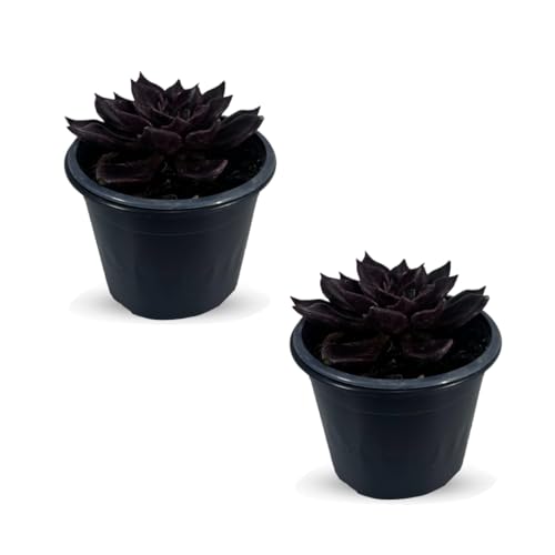 LEAL PLANTS ECUADOR Echeveria Dark Purple (Pack of 2) | Echeveria Succulent Purple Pearl |Natural Décor Plant |Evergreen Live Indoor Plant
