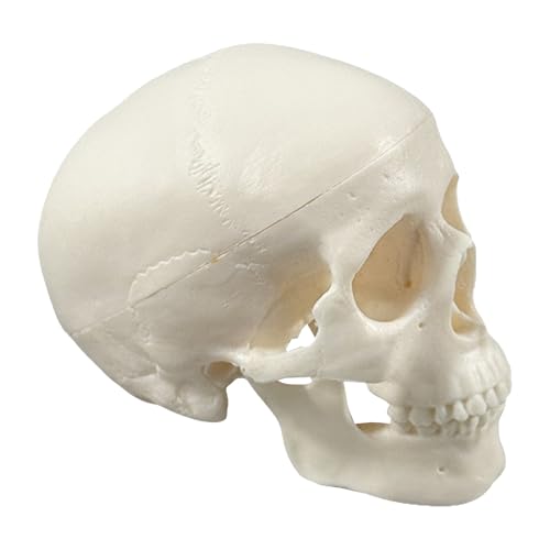 Modello di teschio umano, modello anatomico a forma di teschio,...