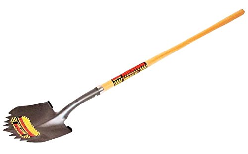 What ethnicity has shovel teeth