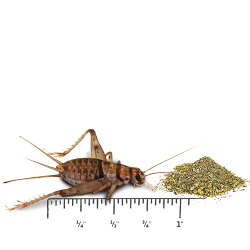 Josh's Frogs 3/4" GUTLOADED Banded Crickets (60 Count)