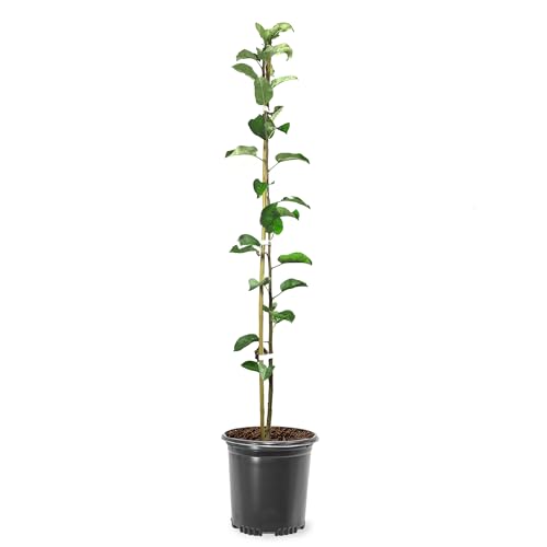 Honey Crisp Live Apple Tree Red-Yellow Color Sweet Tart Flavor 1 gal Nursery Pot 2-3 ft. Tree Height (Due to Agricultural Laws we Cannot Ship to CA AZ AK or HI)