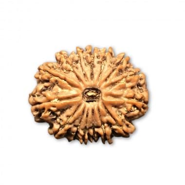 15 Mukhi Rudraksha du Népal perle 25 mm pour apaiser l'esprit et retrouver le calme