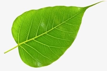 Green Organic Peepal Tree Leaves/Fresh Pepal Ke Patte/Herbal (20 leaves) Natural Pipal Leaf