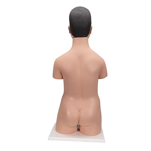 Image of 3B Scientific B32 /4 Japanese Dual-Sex Torso, - 3B Smart Anatomy
