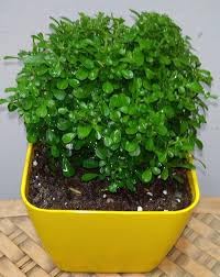 Oxygen vaale plant indoor (Pack of 1)-image-42