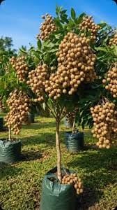 SINGO POINT Dragon Eye Longan Fruit Sweet Juicy Rare Tropical, Pack of 1 aq7-image-12