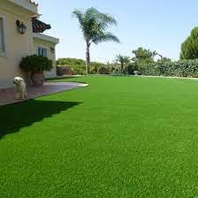 Korean grass seeds ||100% Germination Pack of 3000 + Seeds-picture-15