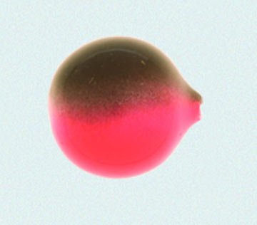 Wordens 612-GBCS Lil' Corky Ball