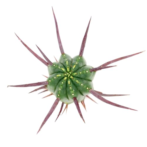 Live Cactus Plants, Fully Rooted 2-inch Cactus Succulent Plants, Rare