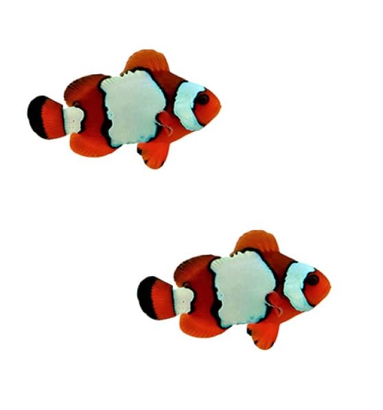 2-Pack Lux Lightning Maroon Clownfish, Live Saltwater Aquarium Fish, Captive Bred, Reef Safe...