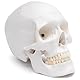 Cranstein A-240 anatomischer Schädel | Medizin Studium und Ausbildung | Totenkopf | Schädel Anatomie Modell | Schädel Modell