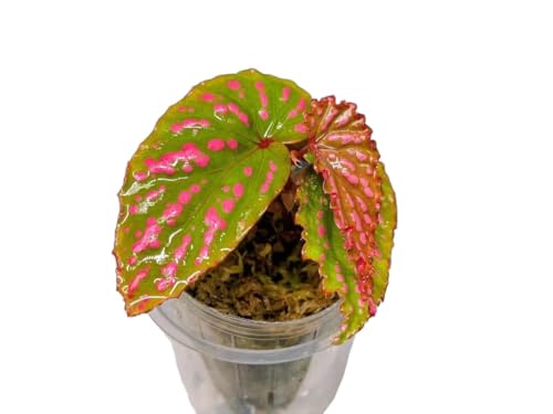 �l�O���Z���V�X Begonia negrosensis